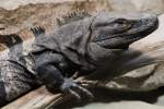 Gemeiner Schwarzleguan (Ctenosaura similis) ...  Gilbert Angermann 22.07.2010