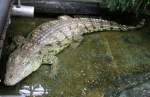 echte-krokodile-crocodylus Nilkrokodil (Crocodylus niloticus) am 12.3.2010 im Zooaquarium Berlin.