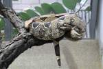 Abgottschlange (Boa constrictor) am ...  Gilbert Angermann 22.07.2010