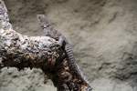 Gro�er Gro�er Madagaskar-Baumleguan oder ...  Gilbert Angermann 22.07.2010