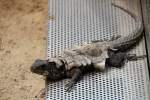 Gro�er Gro�er Madagaskar-Baumleguan (Oplurus ...  Gilbert Angermann 22.07.2010