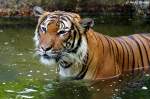 tiger-panthera-tigris 'N�chstesmal klappt's besser.' Indochinesischer Tiger oder auch als Hinterindischer Tiger bekannt.