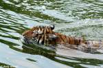 tiger-panthera-tigris 'War wohl doch nichts. Die sind zu schnell.' Indochinesischer Tiger oder auch als Hinterindischer Tiger bekannt.