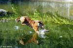 tiger-panthera-tigris 'Jetzt seid ihr dran.' Indochinesischer Tiger oder auch als Hinterindischer Tiger bekannt.
