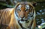 tiger-panthera-tigris Indochinesischer Tiger oder auch als Hinterindischer Tiger bekannt.