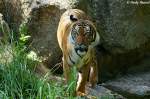 tiger-panthera-tigris Indochinesischer Tiger oder auch als Hinterindischer Tiger bekannt.