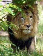 Afrikanischer L�we   ...  Andy Hensel 22.07.2010