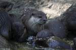 Eine Horde Kurzkrallenotter bei Kampf ums Futter.  ...