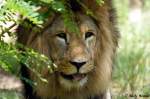 lowen-panthera-leo Afrikanischer L�we