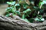 Streifenbasilisk (Basiliscus vittatus) am ...  Gilbert Angermann 23.07.2010