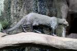 Jaguarundi (Puma yagouaroundi) am ...  Gilbert Angermann 23.07.2010