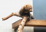 Tayra oder Hyrare (Eira ...  Gilbert Angermann 23.07.2010