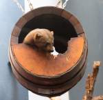 Tayra oder Hyrare (Eira ...  Gilbert Angermann 23.07.2010