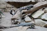 Ein Schwarzer Leguan (Ctenosaura ...  Gilbert Angermann 23.07.2010