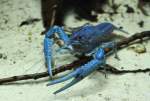 Blaue Floridakrebs ...  Gilbert Angermann 24.07.2010