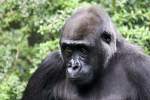 Gorillas Westlicher Flachlandgorilla