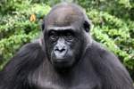 Gorillas Westlicher Flachlandgorilla