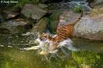 tiger-panthera-tigris Indochinesischer Tiger oder auch als Hinterindischer Tiger bekannt.