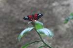 Passionsfalter (Heliconius melpomene) am 12.3.2010 im Zooaquarium Berlin.  ...