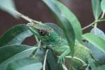 Kopf eines Ritteranolis (Anolis equestris) am 12.3.2010 im Zooaquarium Berlin. ...