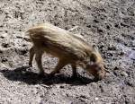 wild--bart--pustelschweine-sus Eins von vielen Frischlingen im Wildpark M�den (25.07.10)