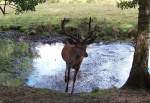 cervus-rothische-sikahirsche-wapitis Es gibt Futter! Ein Rothirsch.