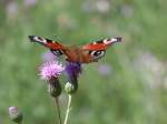 edelfalter-nymphalidae Ein Tagpfauenauge. (25.07.10)