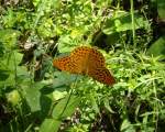 Einen KAISERMANTEL (Argynnis paphia), ...  ferdinand baumgartner 25.07.2010