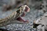 Vorsicht! Ich kann bei�en. Diamant-Klapperschlange (Crotalus adamanteus) am 12.3.2010 im ...
