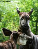 Okapis (5 Fotos)