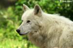 Polarwolf    ...