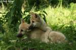 Junge Polarw�lfe   ...