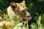 Afrikanische L�win   ...  Andy Hensel 25.07.2010