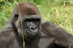 Westlicher Flachlandgorilla   ...