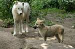 echte-wolfe-canis Polarwolf mit Welpe