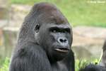 Westlicher Flachlandgorilla   ...  Andy Hensel 25.07.2010