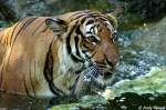 Indochinesischer Tiger oder auch ...  Andy Hensel 25.07.2010