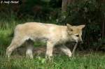 Junger Polarwolf   ...