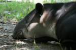 Tapire Mittelamerikanisches Tapir