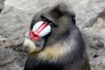 Mandrill    ...  Andy Hensel 25.07.2010