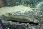 Europ�ischer Hecht (Esox lucius) am 12.3.2010 im Zooaquarium Berlin.  ...