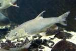 Flussbarbe (Barbus barbus) am 12.3.2010 im Zooaquarium Berlin.  ...