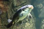 cyprinius-karpfen-koi Schuppenkarpfen (Cyprinus carpio) am 12.3.2010 im Zooaquarium Berlin.