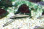 Italienischer Str�mer (Leuciscus souffia agassizi) am 12.3.2010 im Zooaquarium Berlin. ...