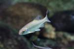 leuciscinae-weissfische S�deurop�isches Rotauge (Rutilus erythrophtalmus) am 12.3.2010 im Zooaquarium Berlin.