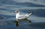 eigentliche-mowen-larus Lachm�we