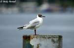 eigentliche-mowen-larus Lachm�we