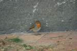 Auf der Suche nach ...  Andr� Breutel 24.10.2009