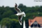 eigentliche-mowen-larus Lachm�we