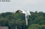 eigentliche-mowen-larus Auch in Berlin gibt es M�wen. Lachm�we am Wannsee
